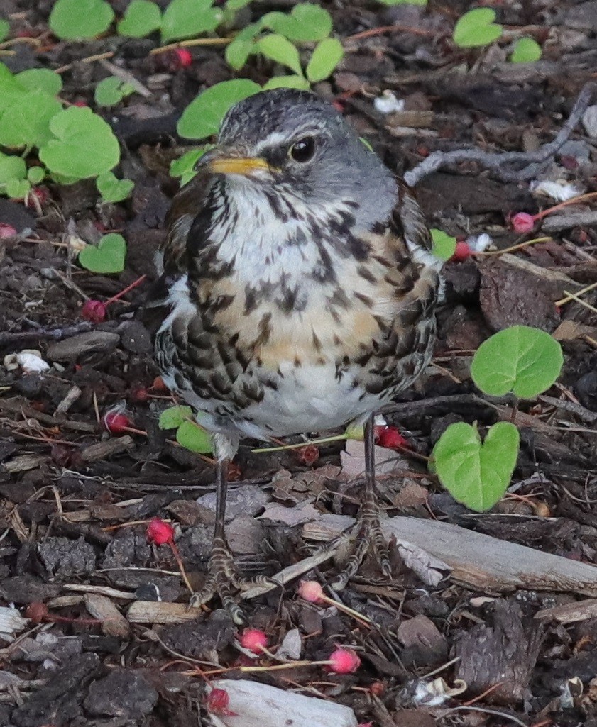 Fieldfare - ML468609641