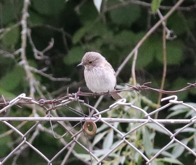 Spotted Flycatcher - ML468610211