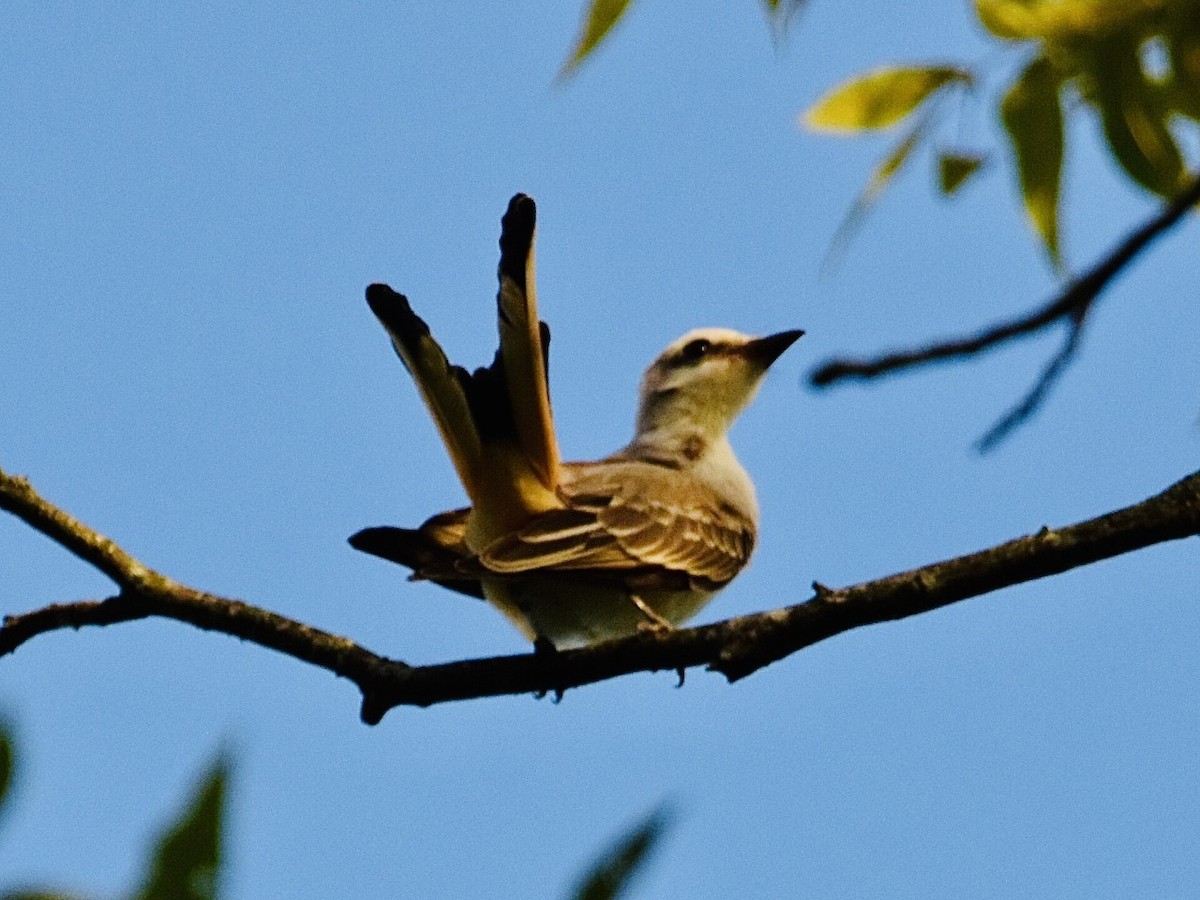 Scissor-tailed Flycatcher - Jason C. Martin