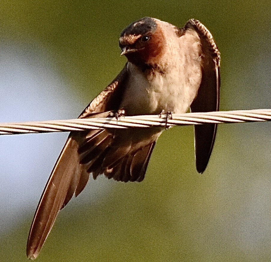 Cliff Swallow - ML468611081