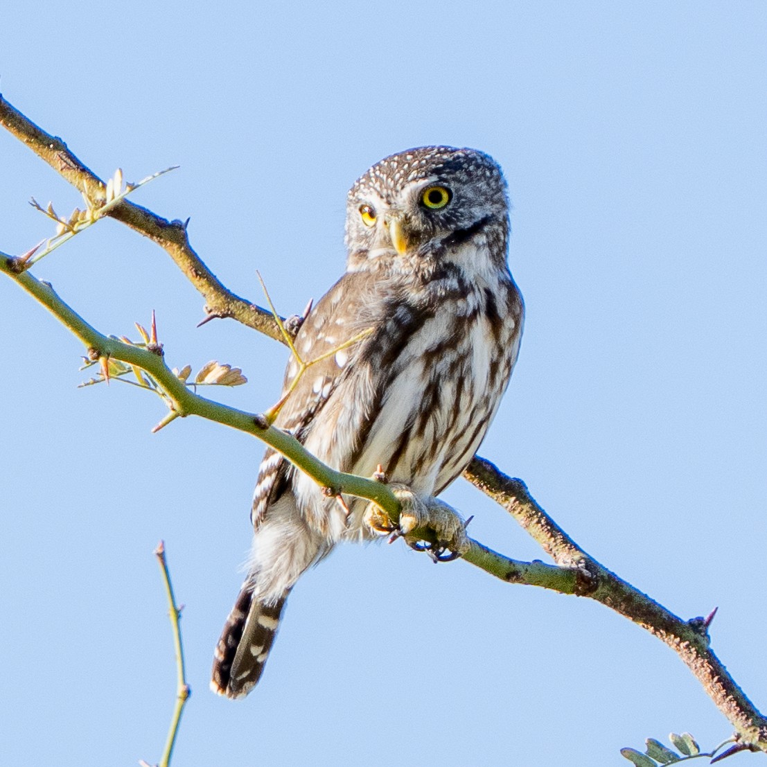 Ferruginous Pygmy-Owl - Steve McInnis