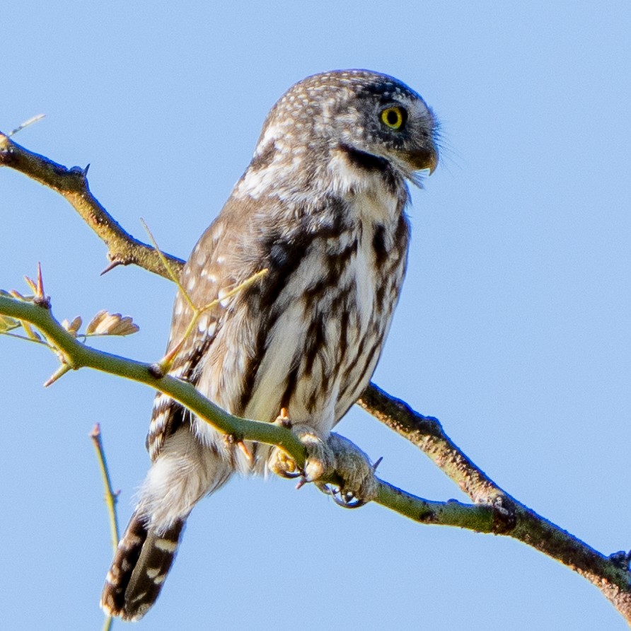 Ferruginous Pygmy-Owl - Steve McInnis