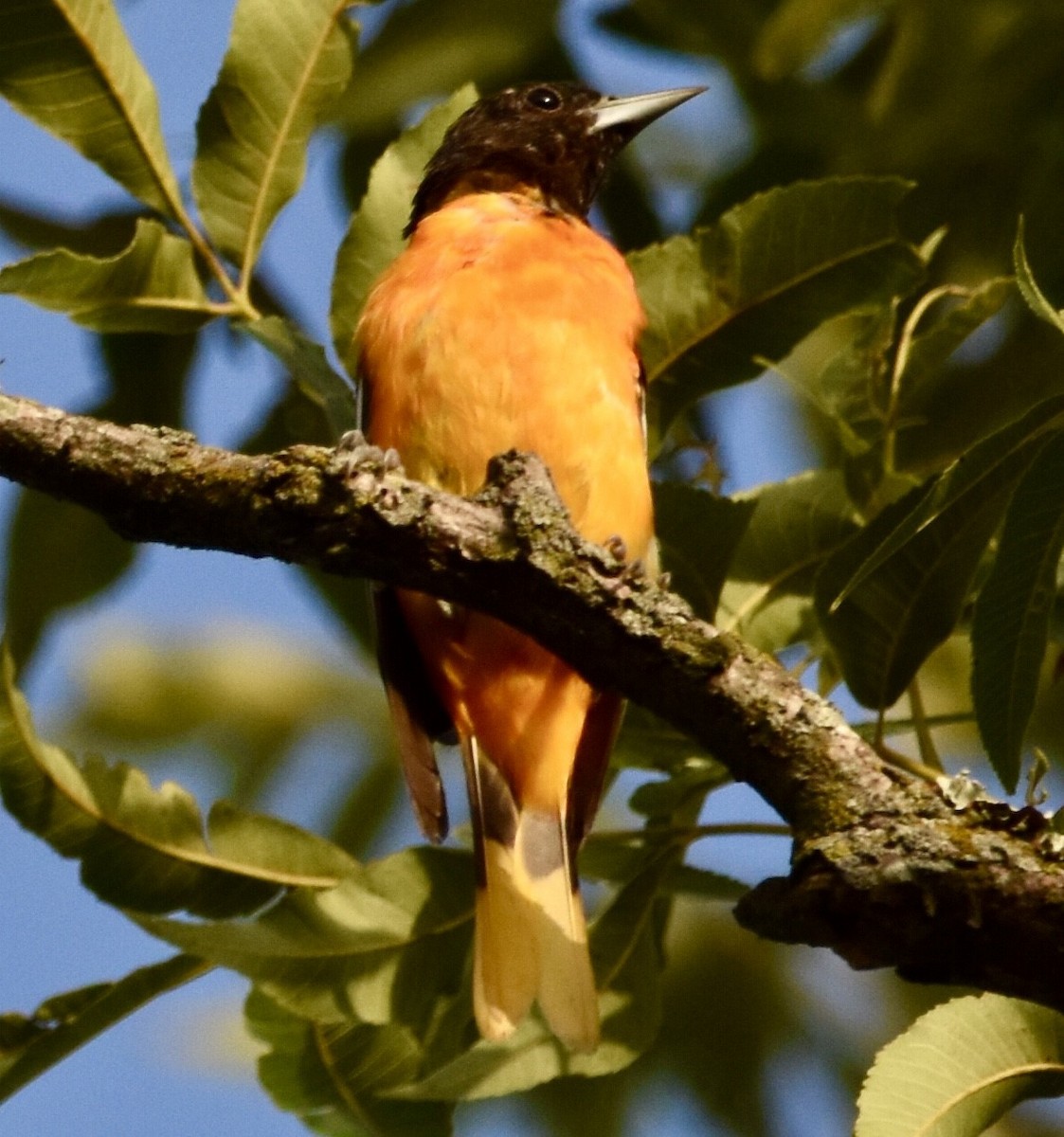 Oriole de Baltimore - ML468611731