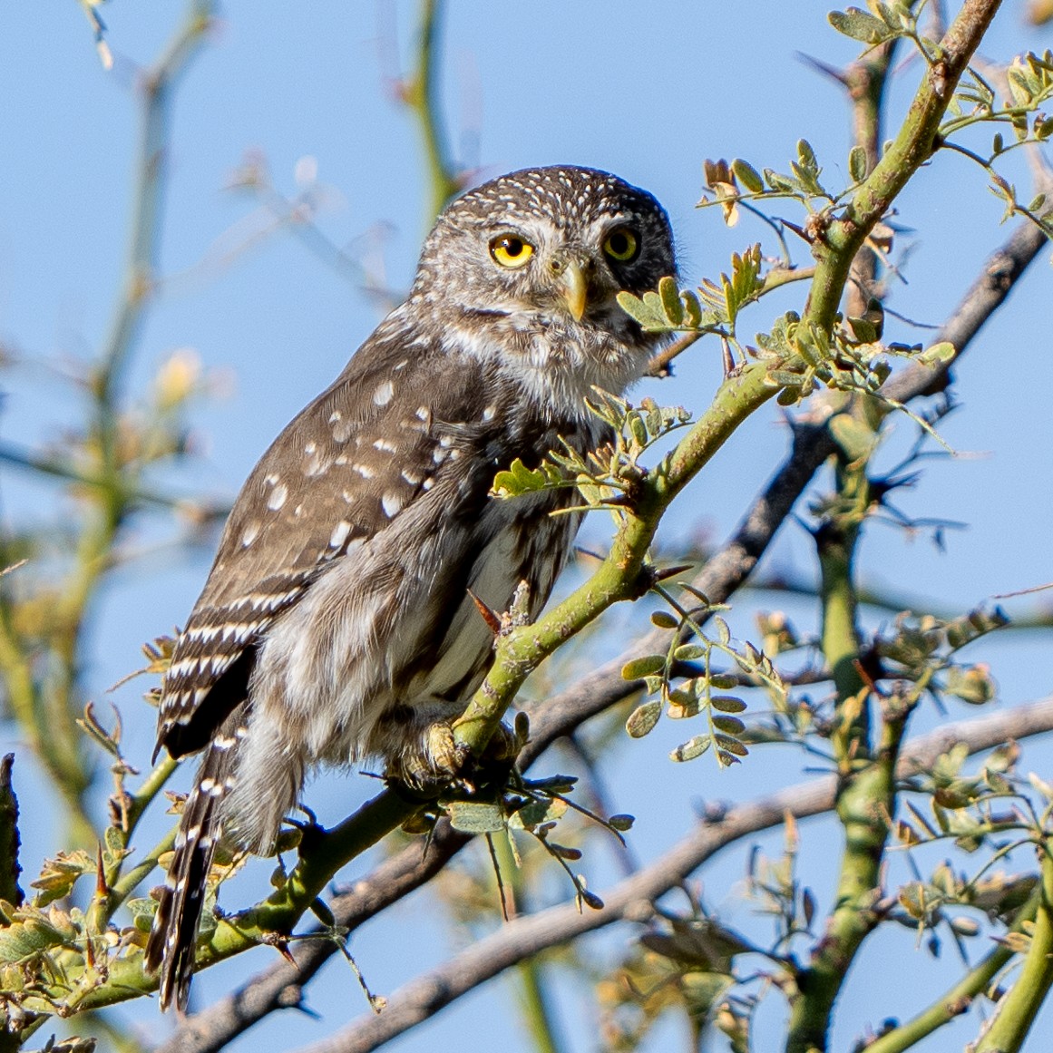 Ferruginous Pygmy-Owl - Steve McInnis