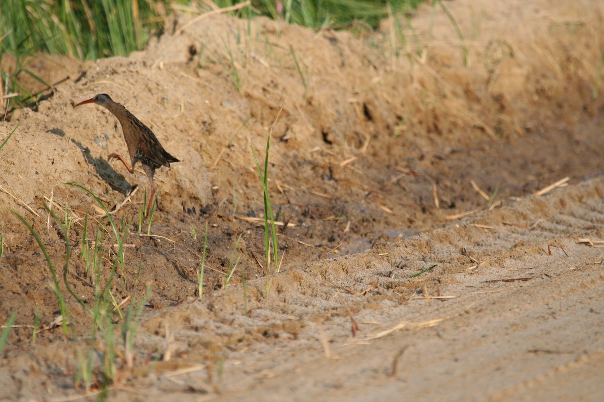 Virginia Rail - ML46861191