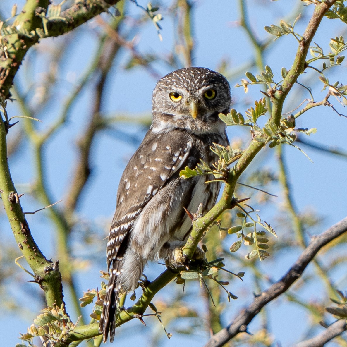 Ferruginous Pygmy-Owl - Steve McInnis