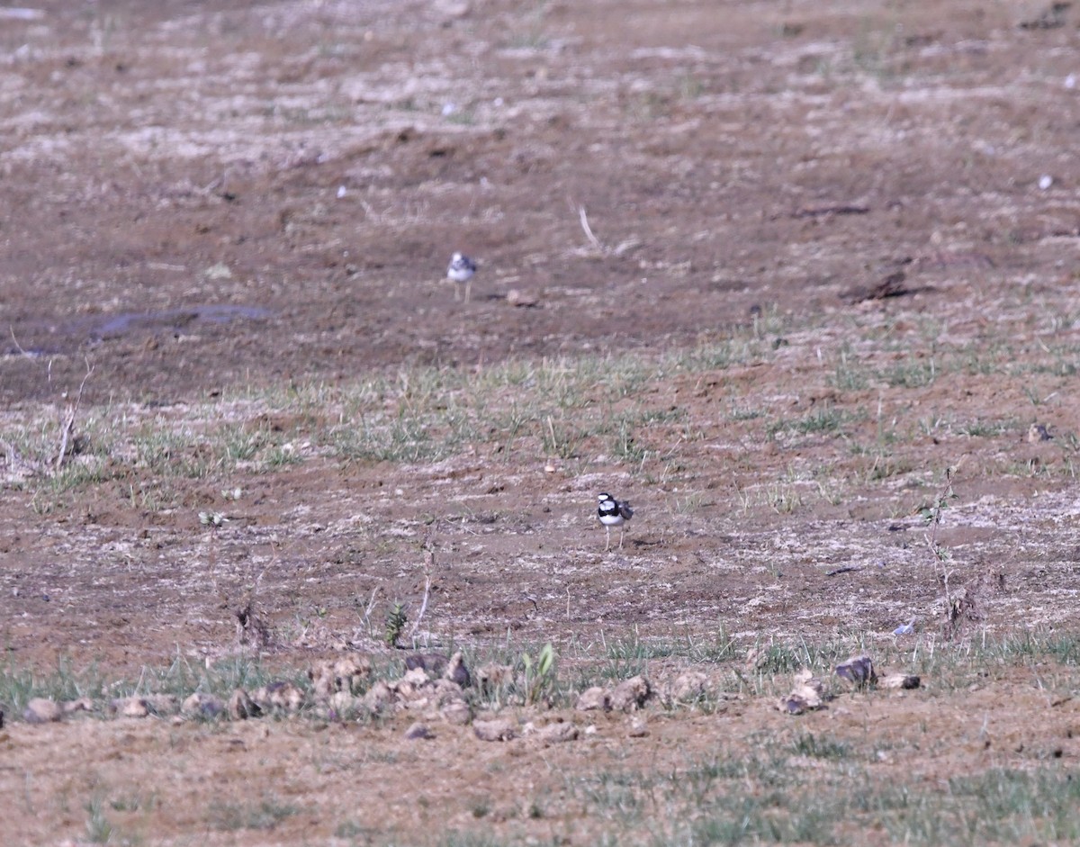 Нарийн хиазат - ML468612131