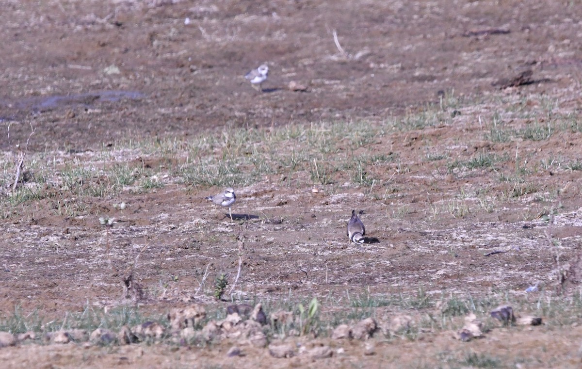 Нарийн хиазат - ML468612171