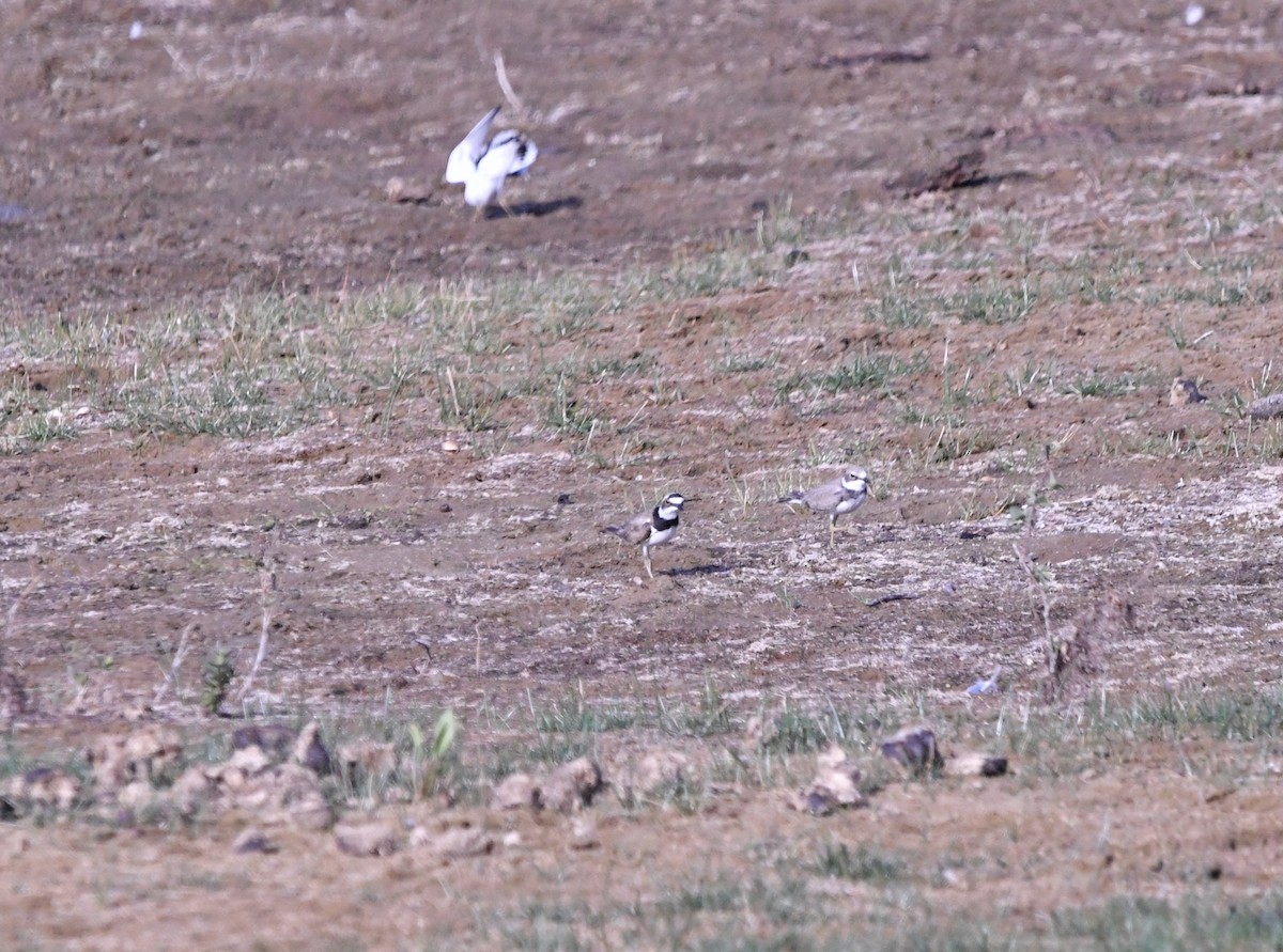 Нарийн хиазат - ML468612191