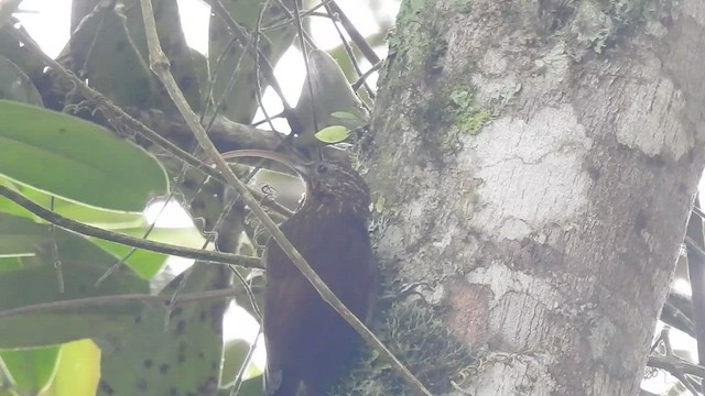 Brown-billed Scythebill - ML468612331