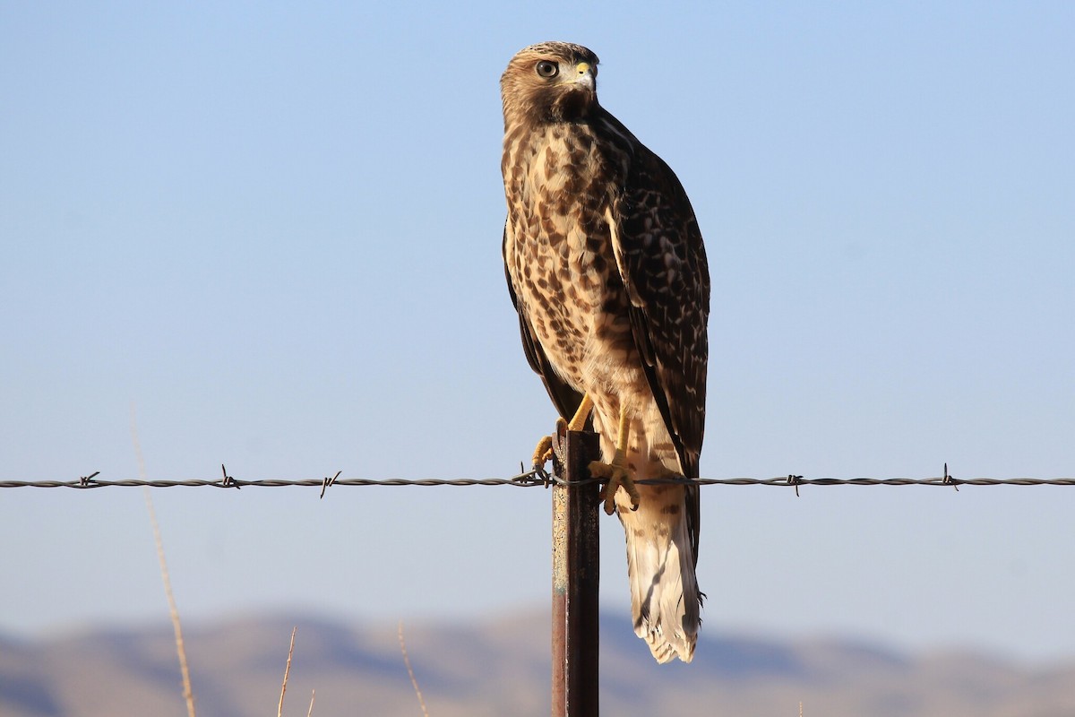 Red-shouldered Hawk - ML468612921