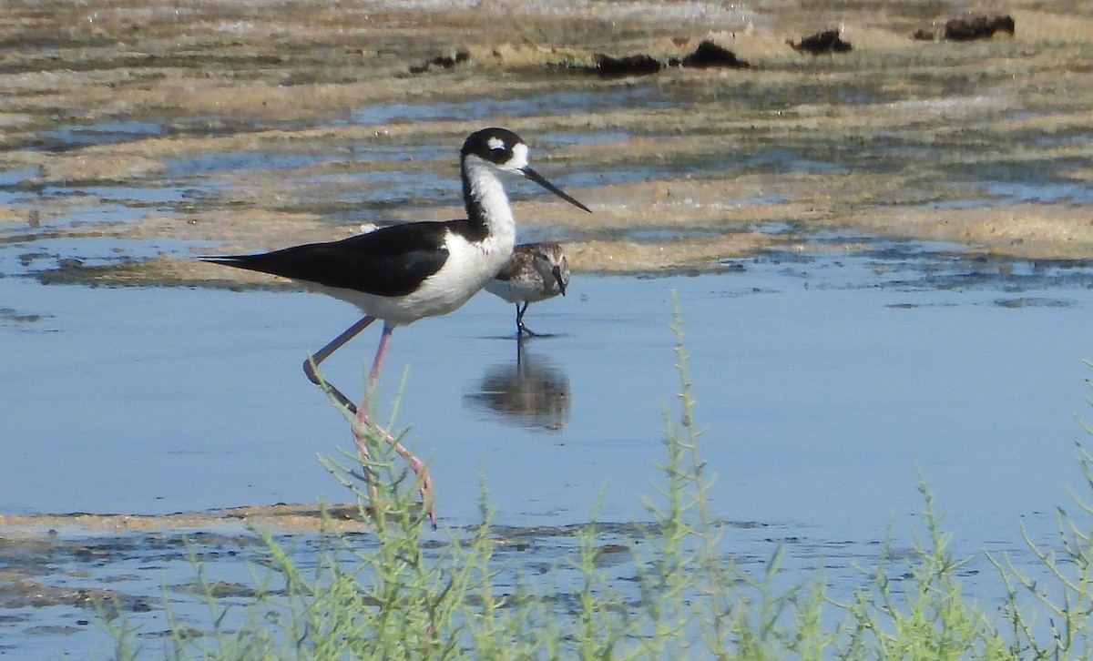 Black-necked Stilt - ML468613001