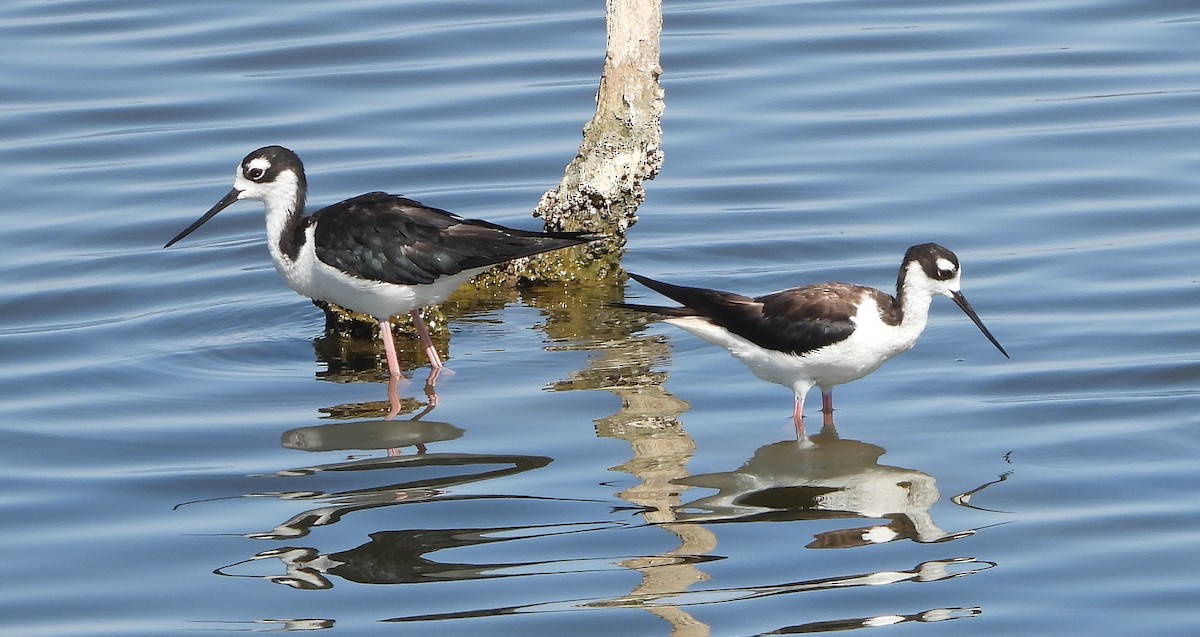 Black-necked Stilt - ML468613011