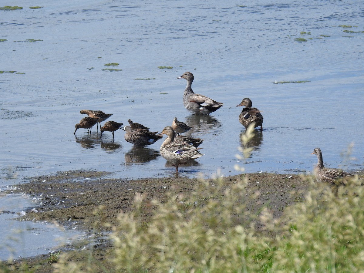 Short-billed Dowitcher - ML468613421