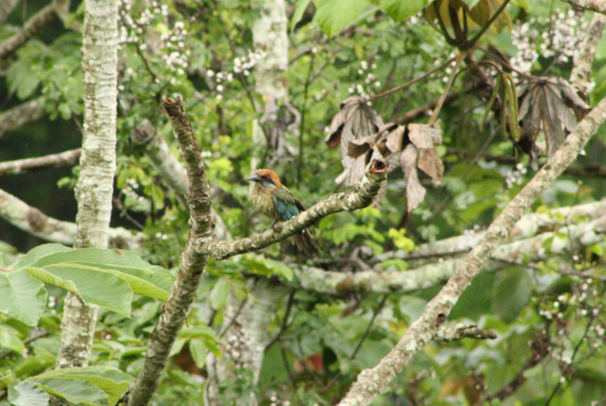 Motmot à tête rousse - ML468613571