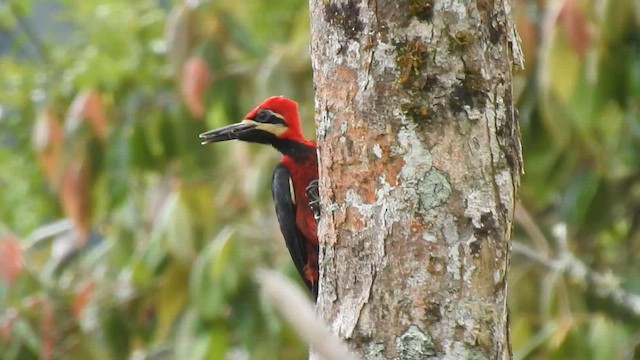 Crimson-bellied Woodpecker - ML468614391