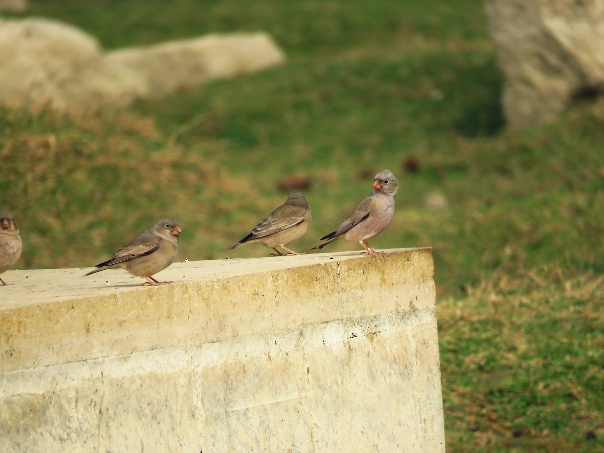 Trumpeter Finch - ML46861451