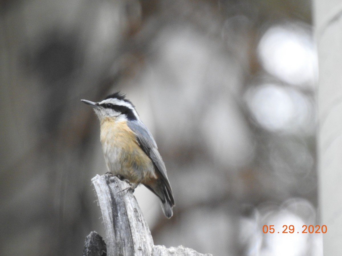 Red-breasted Nuthatch - ML468614841