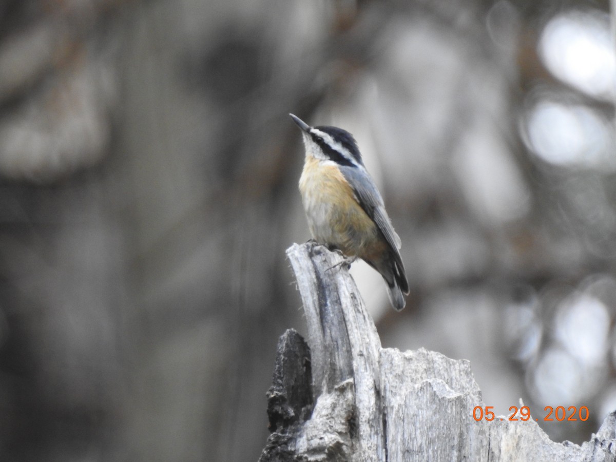 Red-breasted Nuthatch - ML468614861
