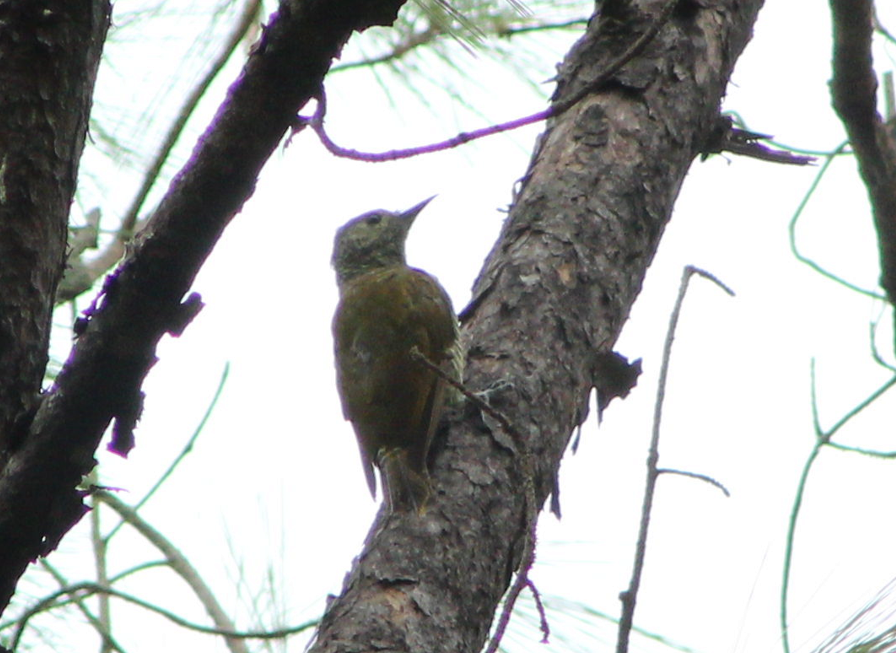 Gray-crowned Woodpecker - ML468614891