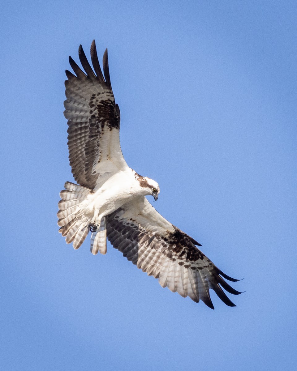 Águila Pescadora - ML468615451