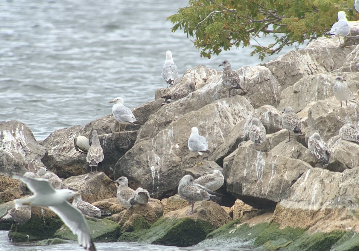 Herring Gull - ML468616451