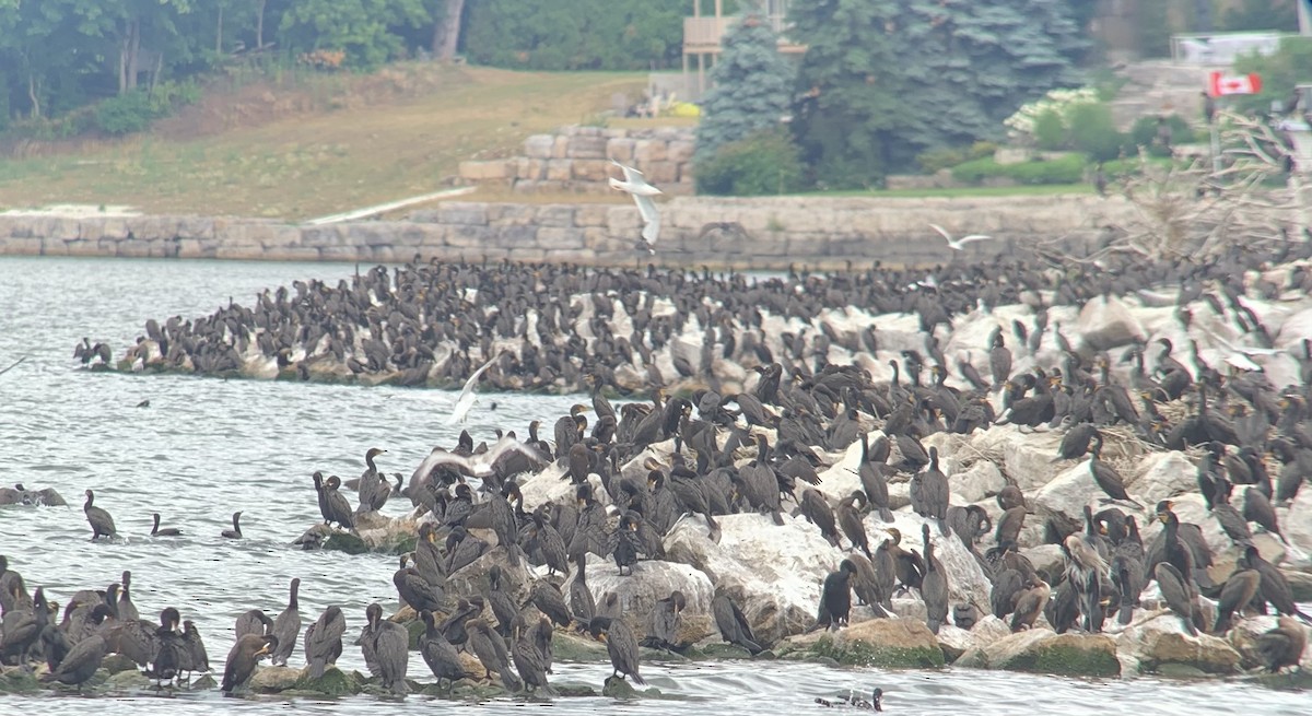 Double-crested Cormorant - ML468617571