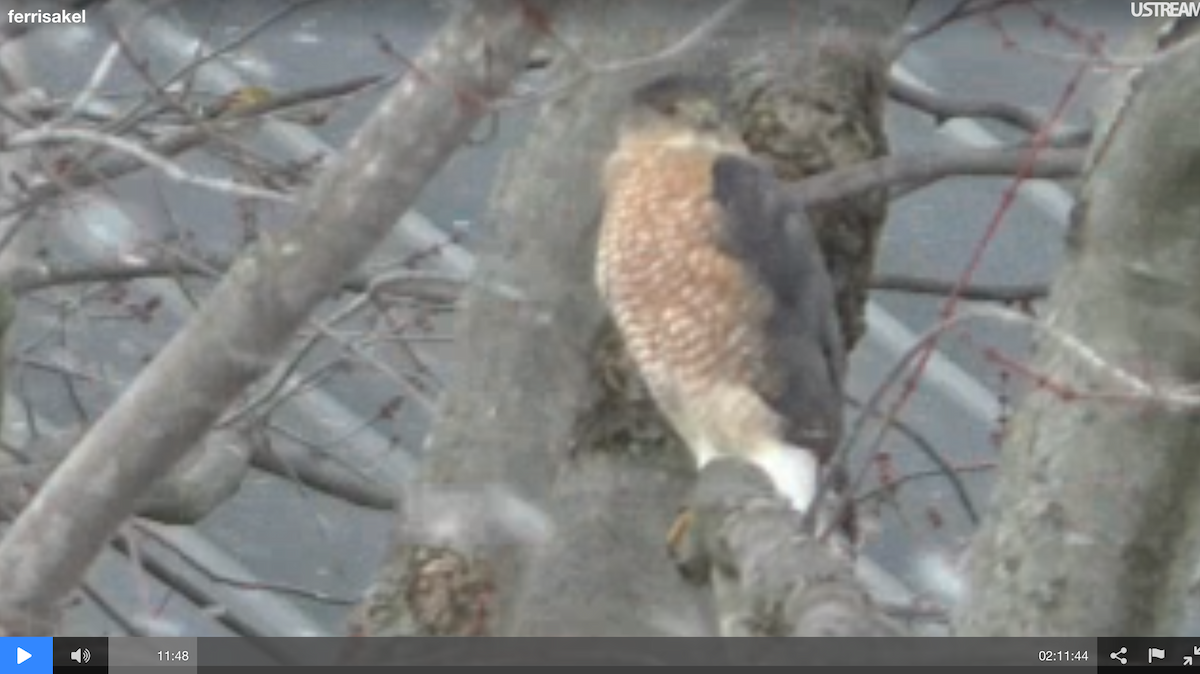 Cooper's Hawk - ML46861861