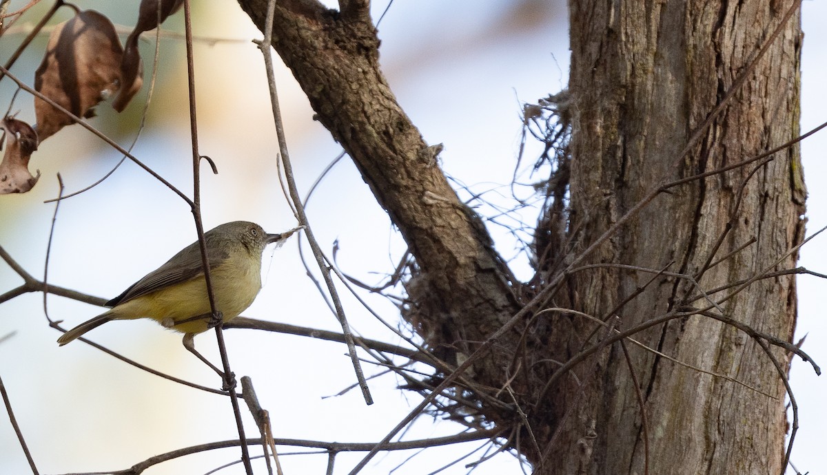 Buff-rumped Thornbill - Luke sbeghen