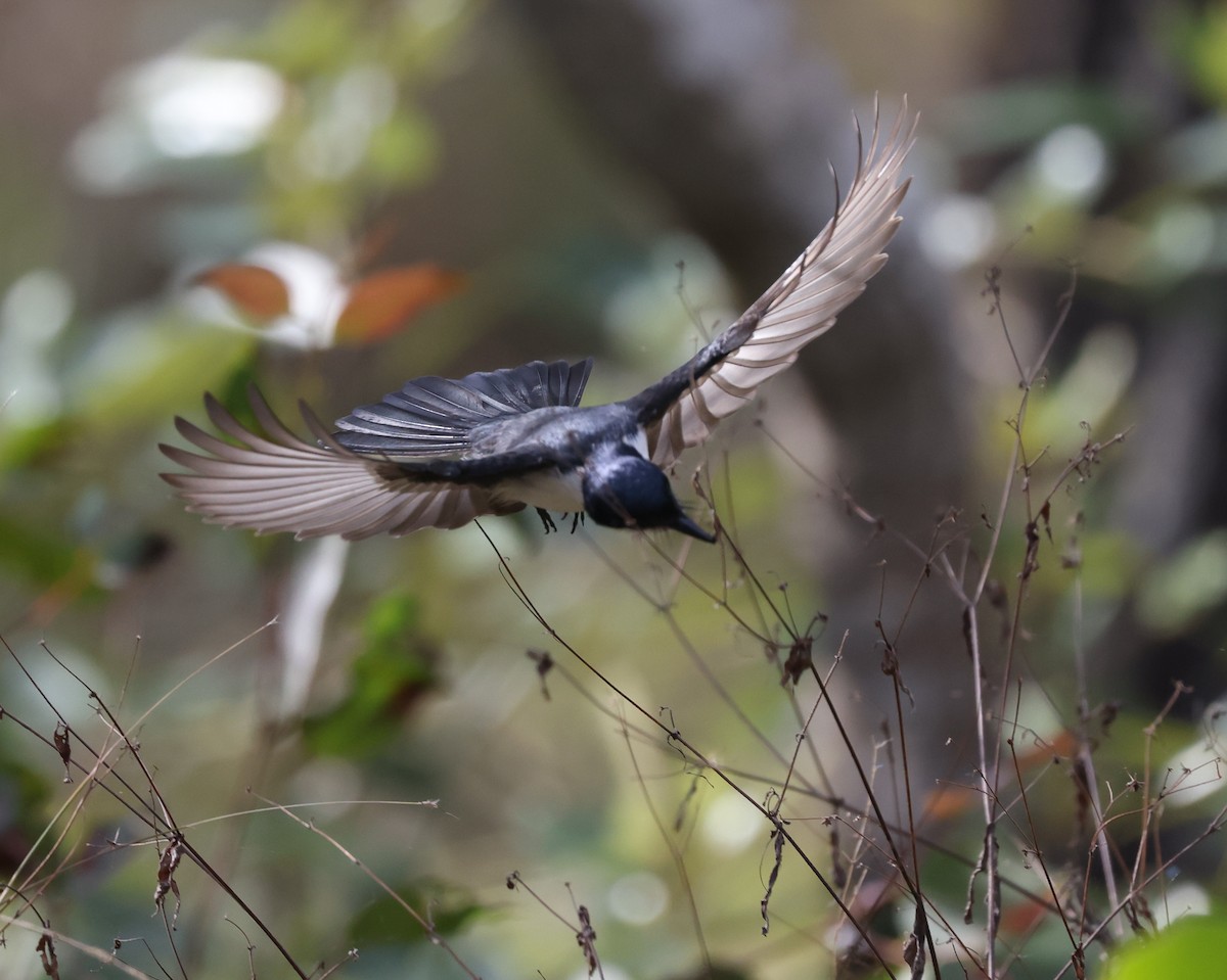 Restless Flycatcher - ML468620361