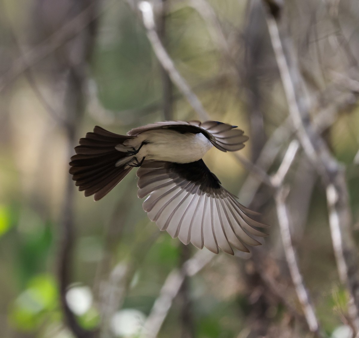 Restless Flycatcher - ML468620391