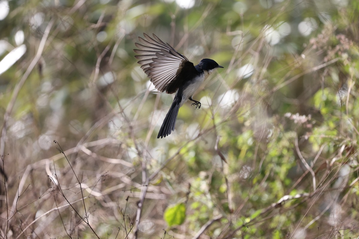 Restless Flycatcher - ML468620411