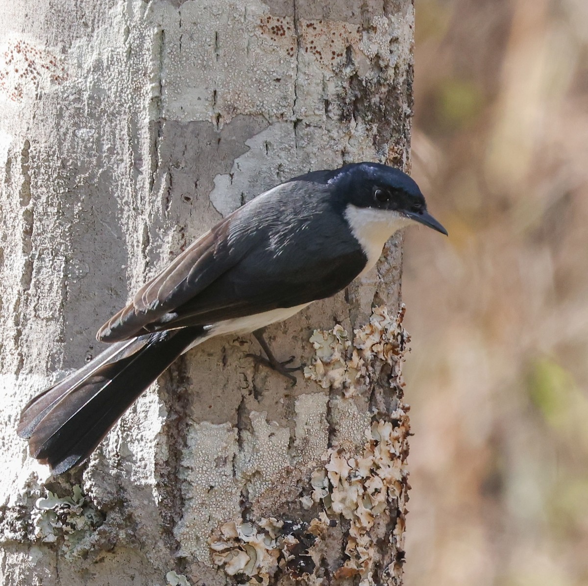 Restless Flycatcher - ML468620421