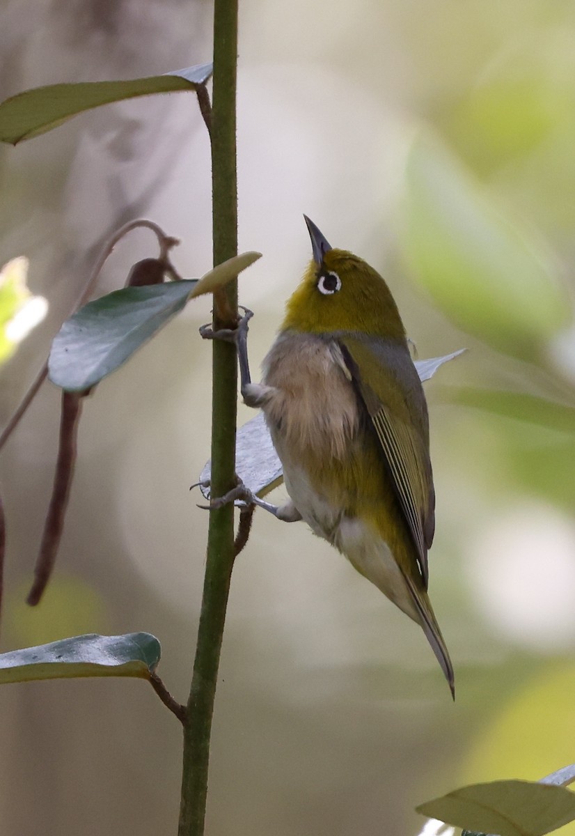 Silvereye - ML468620541