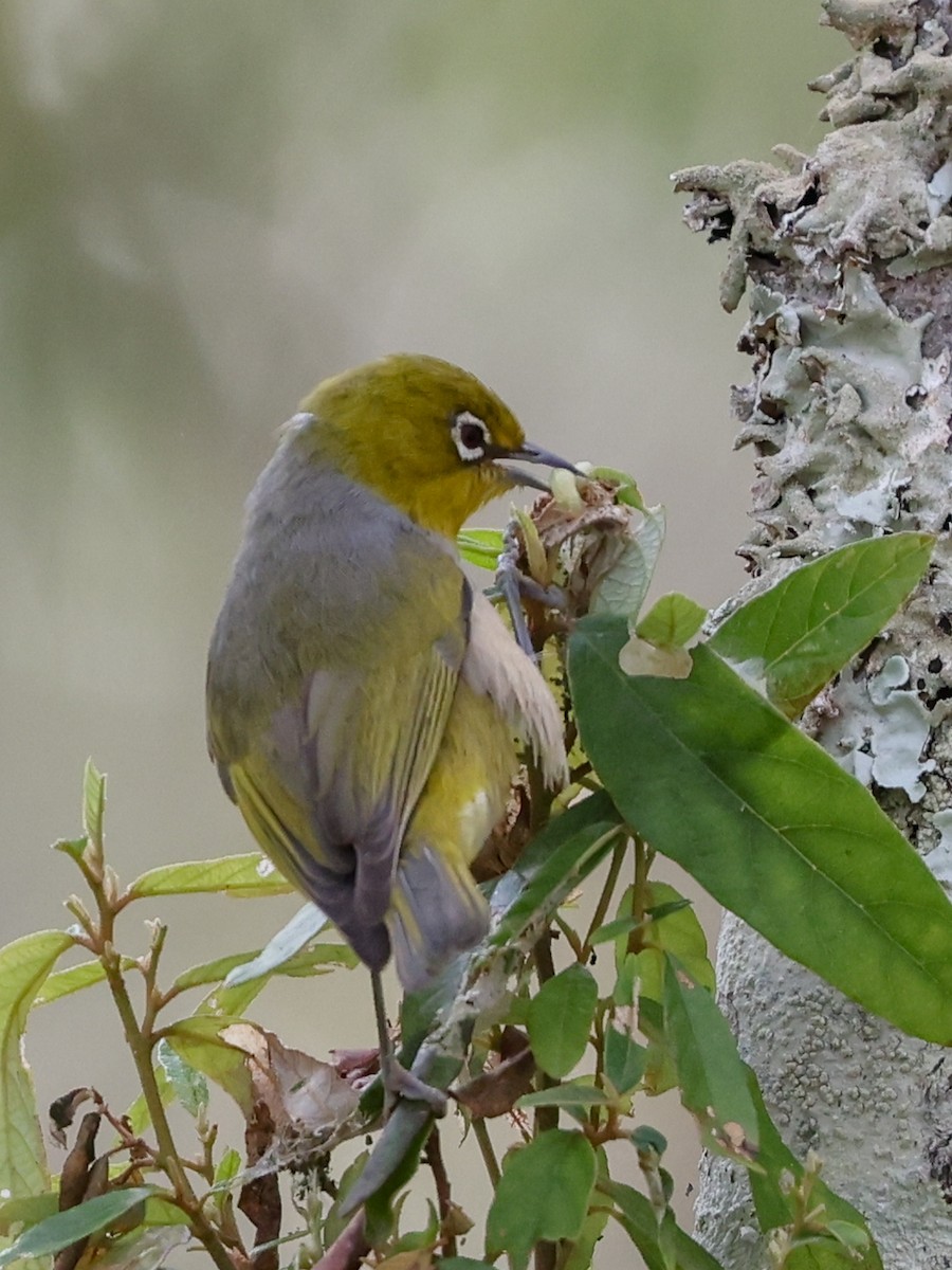 Silvereye - Luke sbeghen