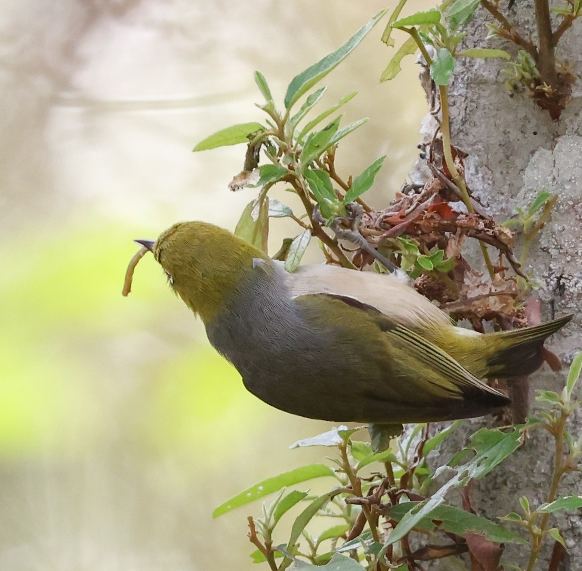 Silvereye - ML468620561