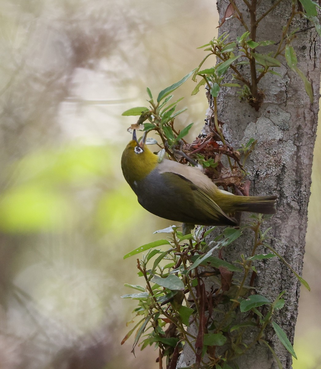 Graumantel-Brillenvogel - ML468620591