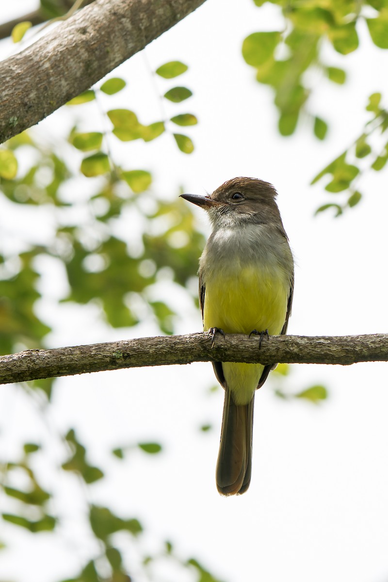 Dusky-capped Flycatcher - ML468620761