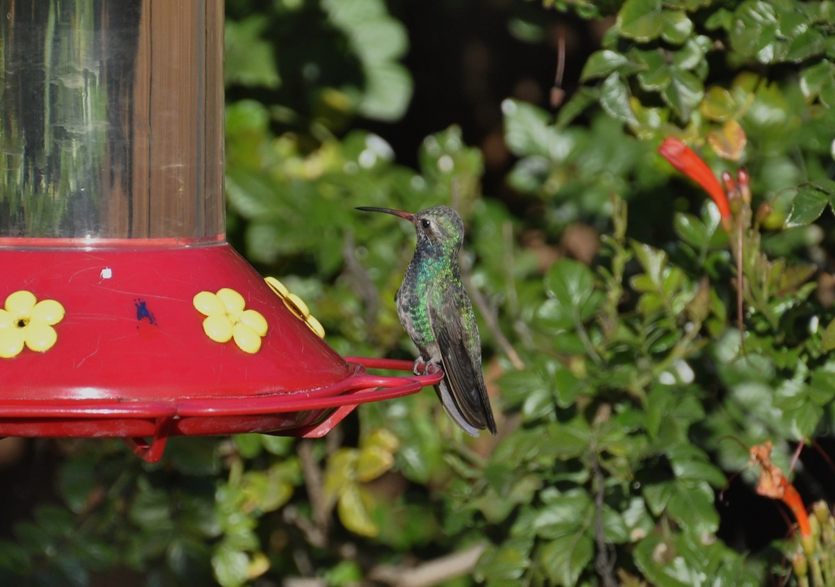 kolibřík širokozobý - ML46862211