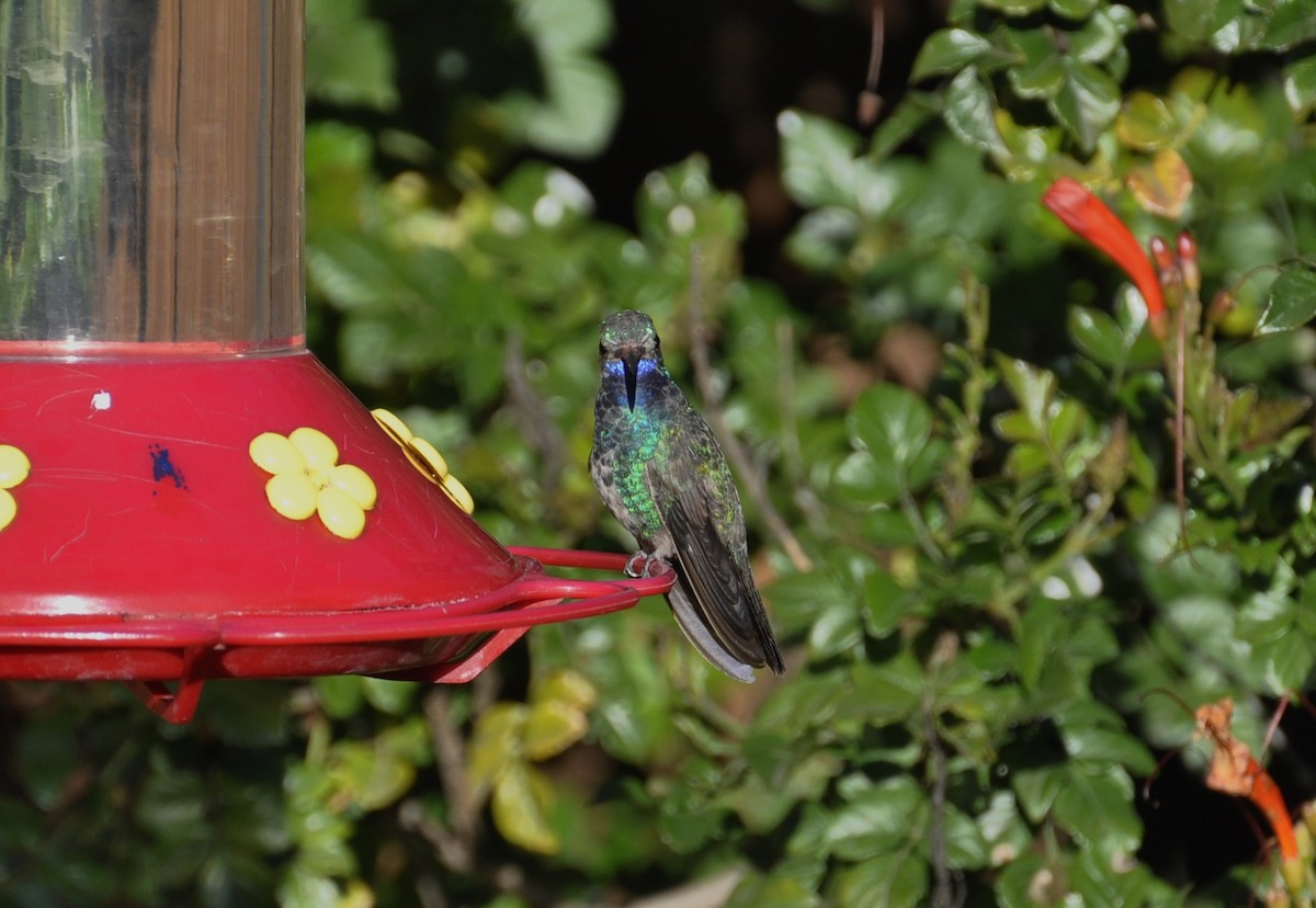 Broad-billed Hummingbird - ML46862241