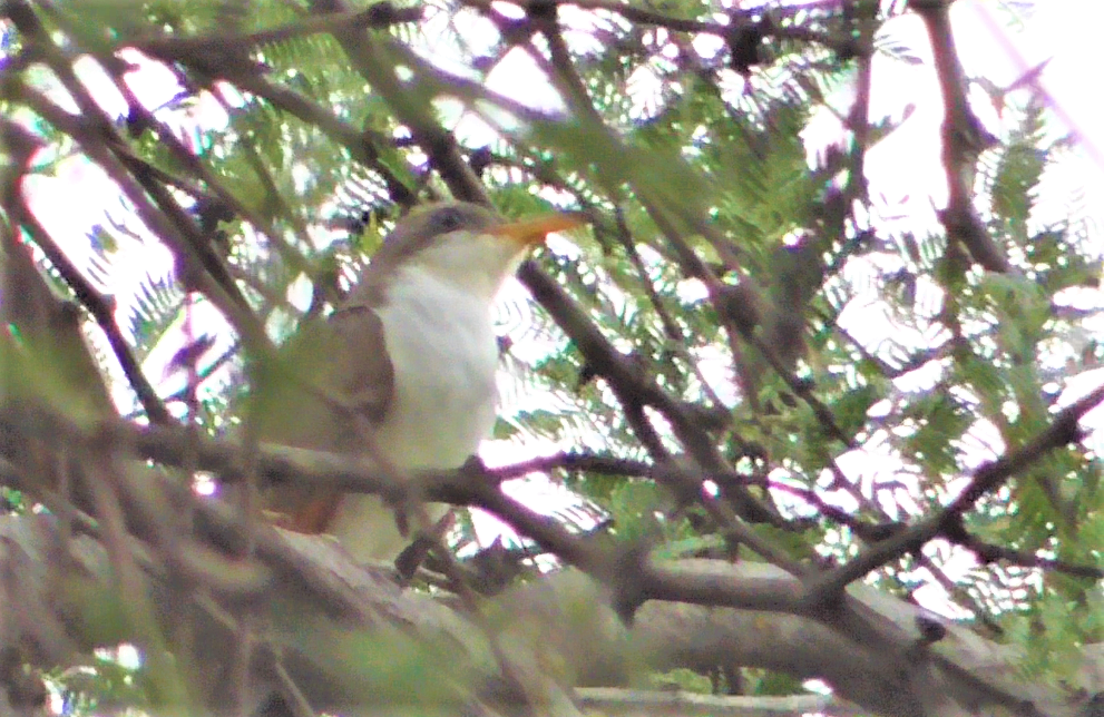 Yellow-billed Cuckoo - ML468622431