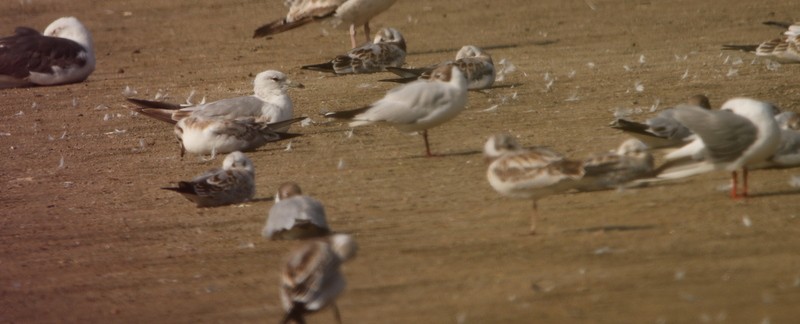 Common Gull - ML468622991