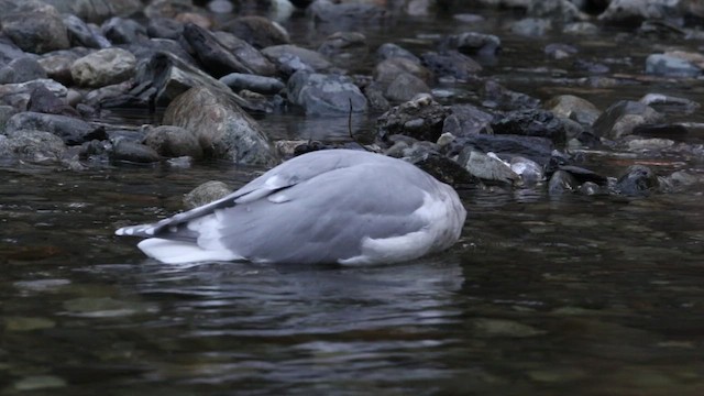 Glaucous-winged Gull - ML468623771