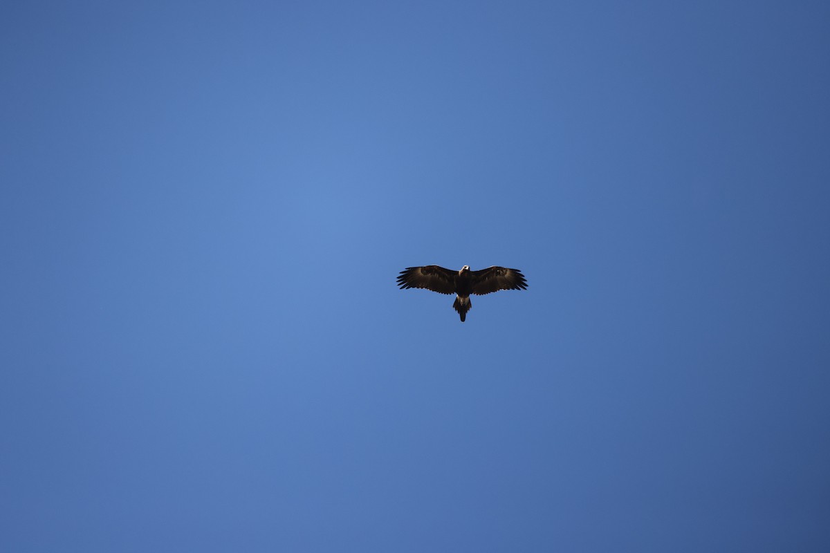 Wedge-tailed Eagle - ML468624041