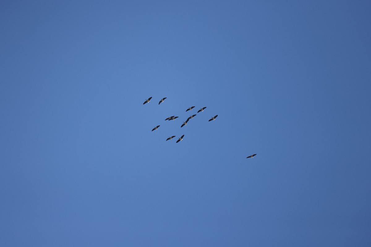 Straw-necked Ibis - Luke sbeghen