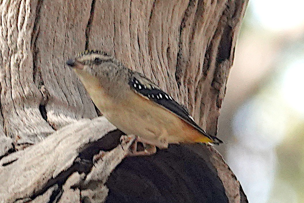 Spotted Pardalote - ML468624171