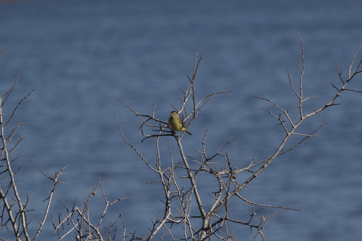 Orange-crowned Warbler - ML46862511