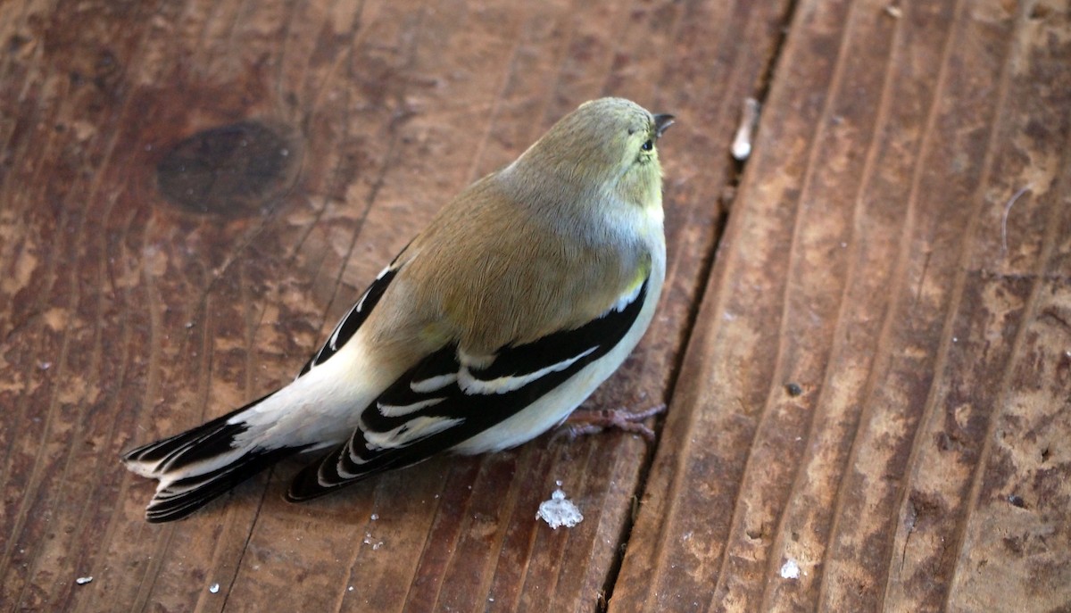 American Goldfinch - ML46862671