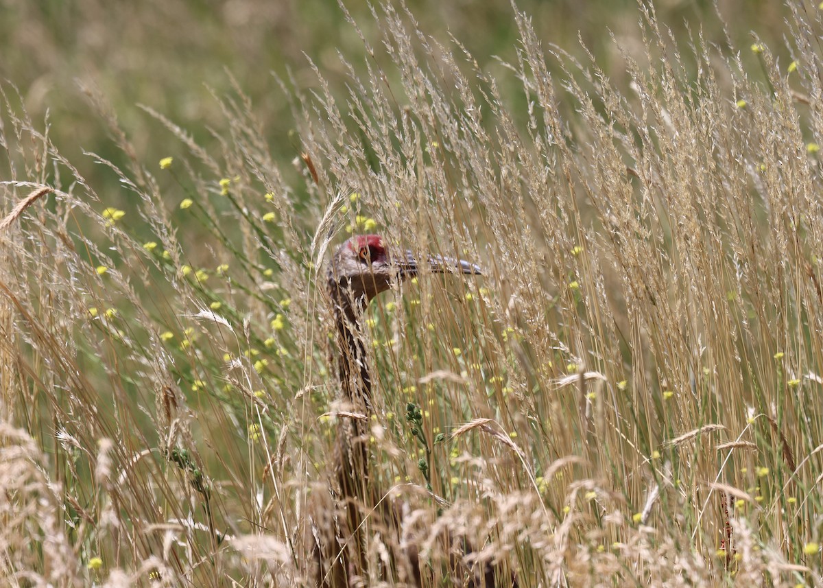 Sandhill Crane - ML468627101