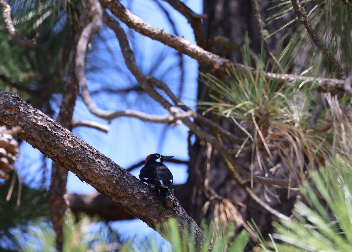 Acorn Woodpecker - ML468627241